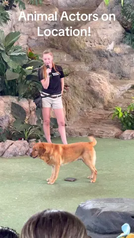 🐾Take a PAWS in your busy day at Universal Studios Orlando and catch Animal Actors on Location! You may even get lucky and be called as a guest trainer and get close with the animals during one of their shows! Have your kiddos raise their hand high!!  We always catch AAoL whenever we visit! It’s a must do!  #AnimalActorsonLocation #UniversalStudios #UOR #UOFistBump #Florida  @Universal Orlando Resort 