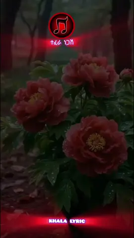 #creatorsearchinsights #ethiopian_tik_tok🇪🇹🇪🇹🇪🇹🇪🇹 #fyp #lyricsvideo #edit 