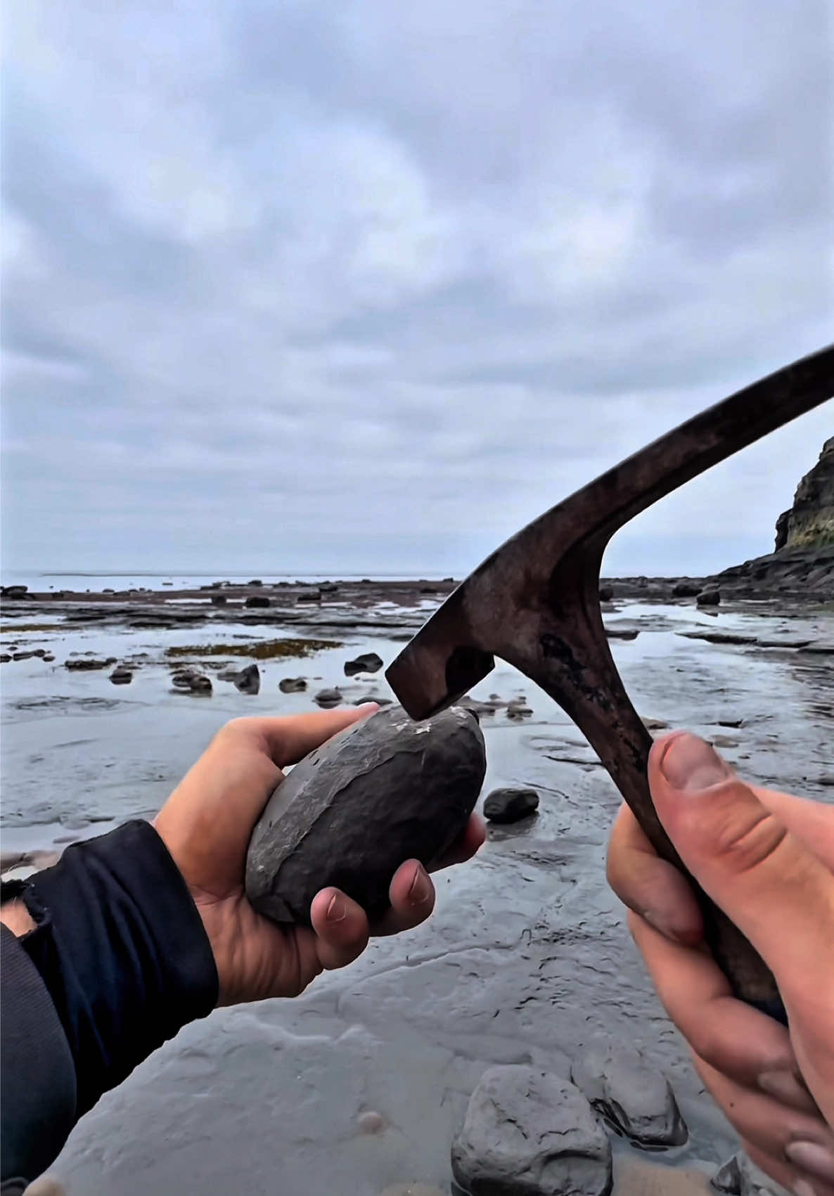 Finding fossils in loose shale! 🏝️😍 These 185 Million Year Old Jurassic specimens were so exciting to find 🌅  This particular fossil is a tenuicostatum Ammonite Fossil 🏝 Thanks for supporting our page! 🐊 #Fossil #Ammonite #Beach #Hunting #Fyp 
