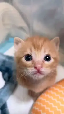 So cute #cutecat #pet #kucing #kitty 