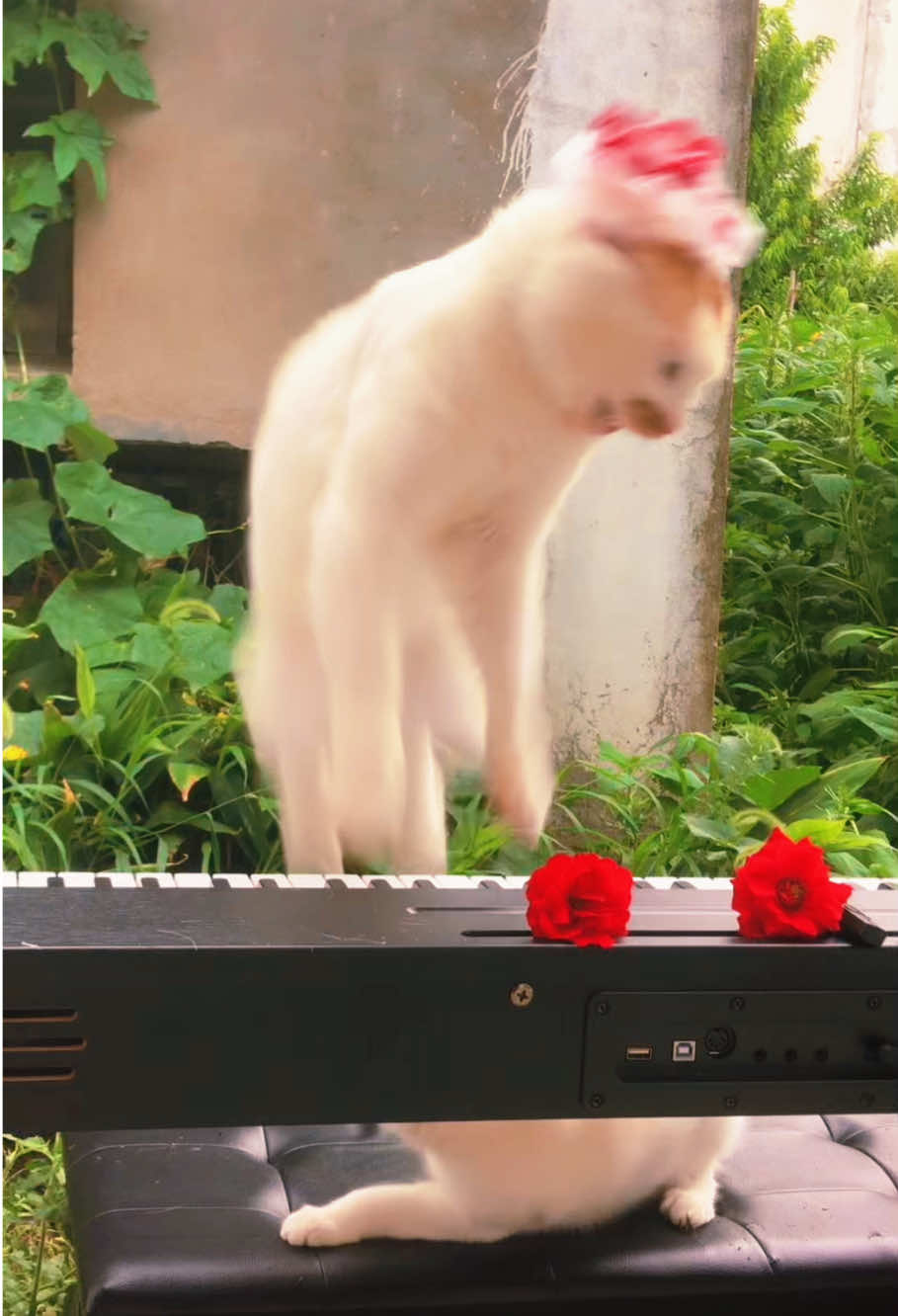 Beethoven jumped up and played another piece 🥹🎹#foryou #cat #catsoftiktok #piano #wedding 