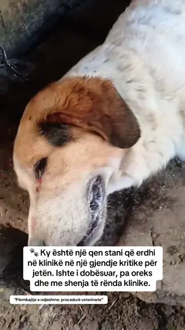 Ky qen stani erdhi në klinikë në gjendje shumë të rënduar shëndetësore. Pas analizave të hollësishme, u diagnostikua me septicemi (infeksion i përhapur në gjak) dhe pankreatit akut (inflamacion i rëndë i pankreasit). Të dyja këto gjendje janë kritike për jetën dhe kërkojnë trajtim urgjent. Me terapi intensive dhe kujdes të vazhdueshëm, qeni reagoi shumë mirë dhe sot është në gjendje të qëndrueshme. #veterinarian #petcare #petlover #dog 