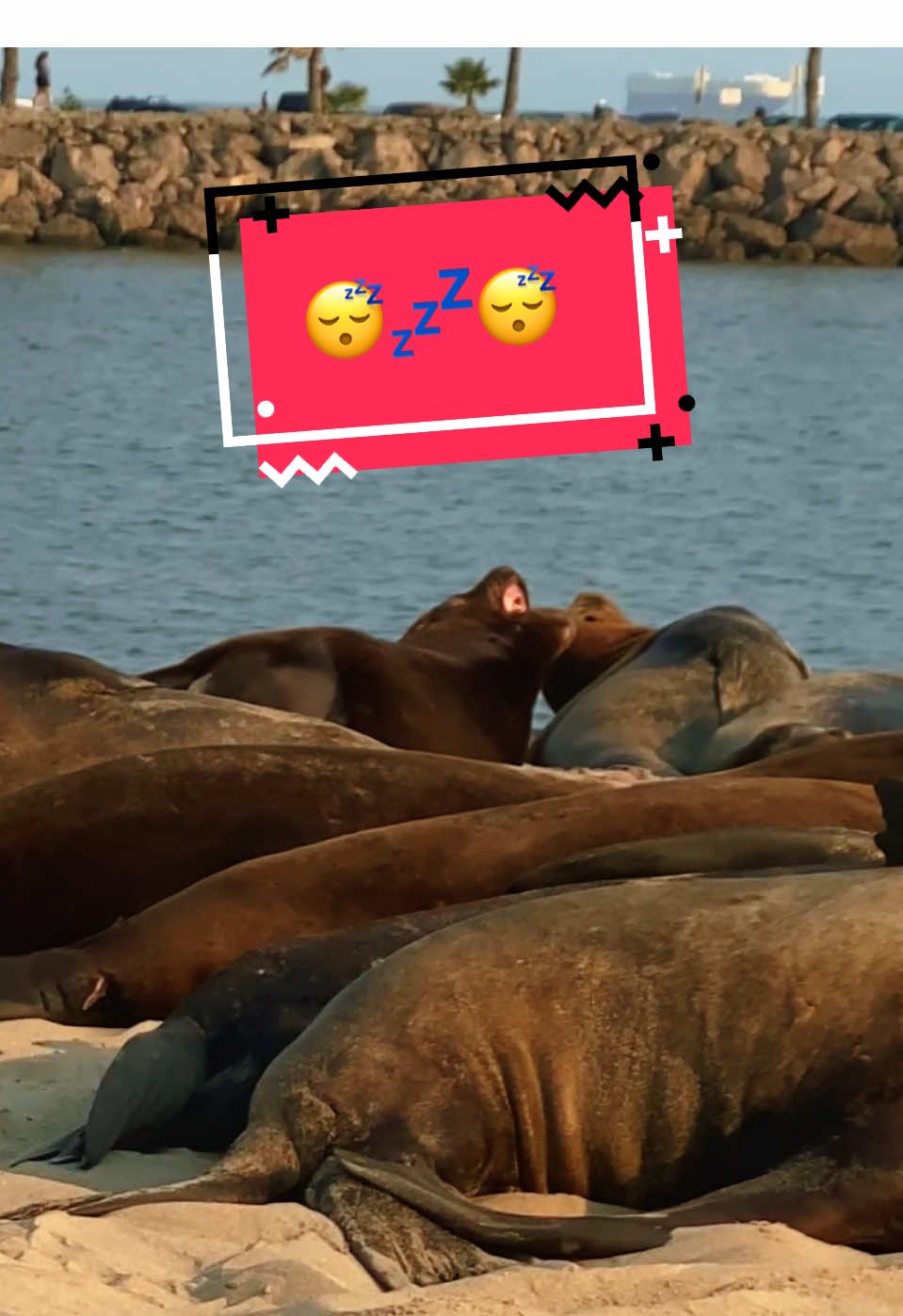 Snoozy Sea Lions on the Shore #sea #Summer #ocean 