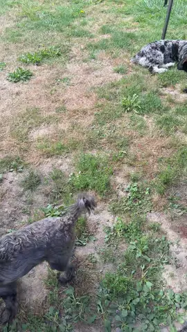 Puppy Toys #puppy #puppytiktok #dog #dogsoftiktok #fyp #fypシ #viral #viralvideo #trending 