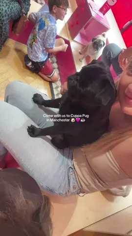 @CuppaPug 🐶🩷☕️ #pugs #cafe #manchester #citybreak #thingstodoinmanchester 