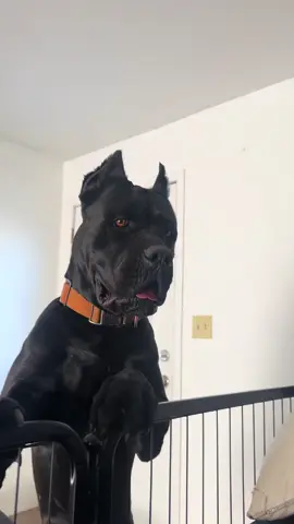 THUNDER THE BEST PROTECTION DOG 😈💯😡😤! #dogsoftiktok #canecorso #fyp #parati #guarddog 