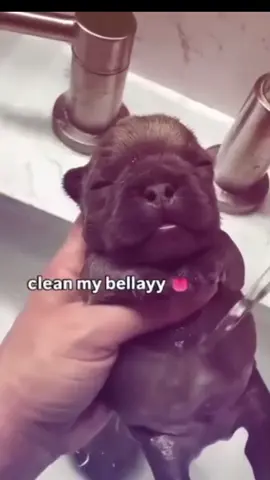 CLEANNN HIS BELLY #pibble #brainrot #fyp #meme #funny 
