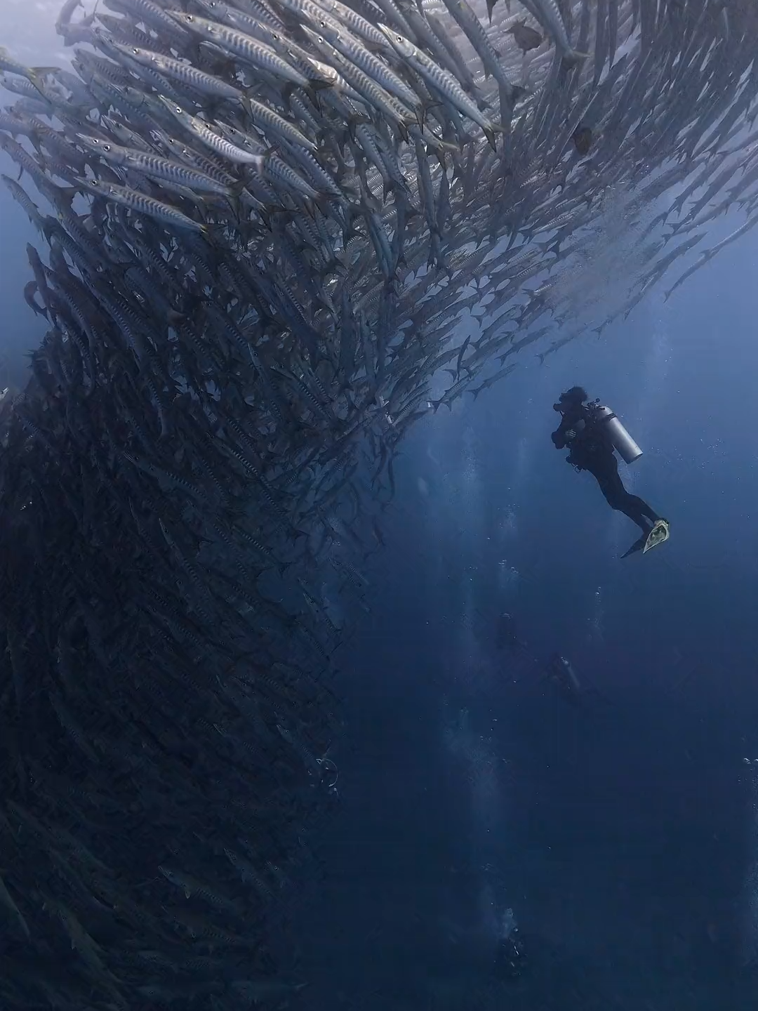 Estrelas submarinas, curiosidades do fundo do mar.. #estrelas submarinas #fundo do mar #estrellademar