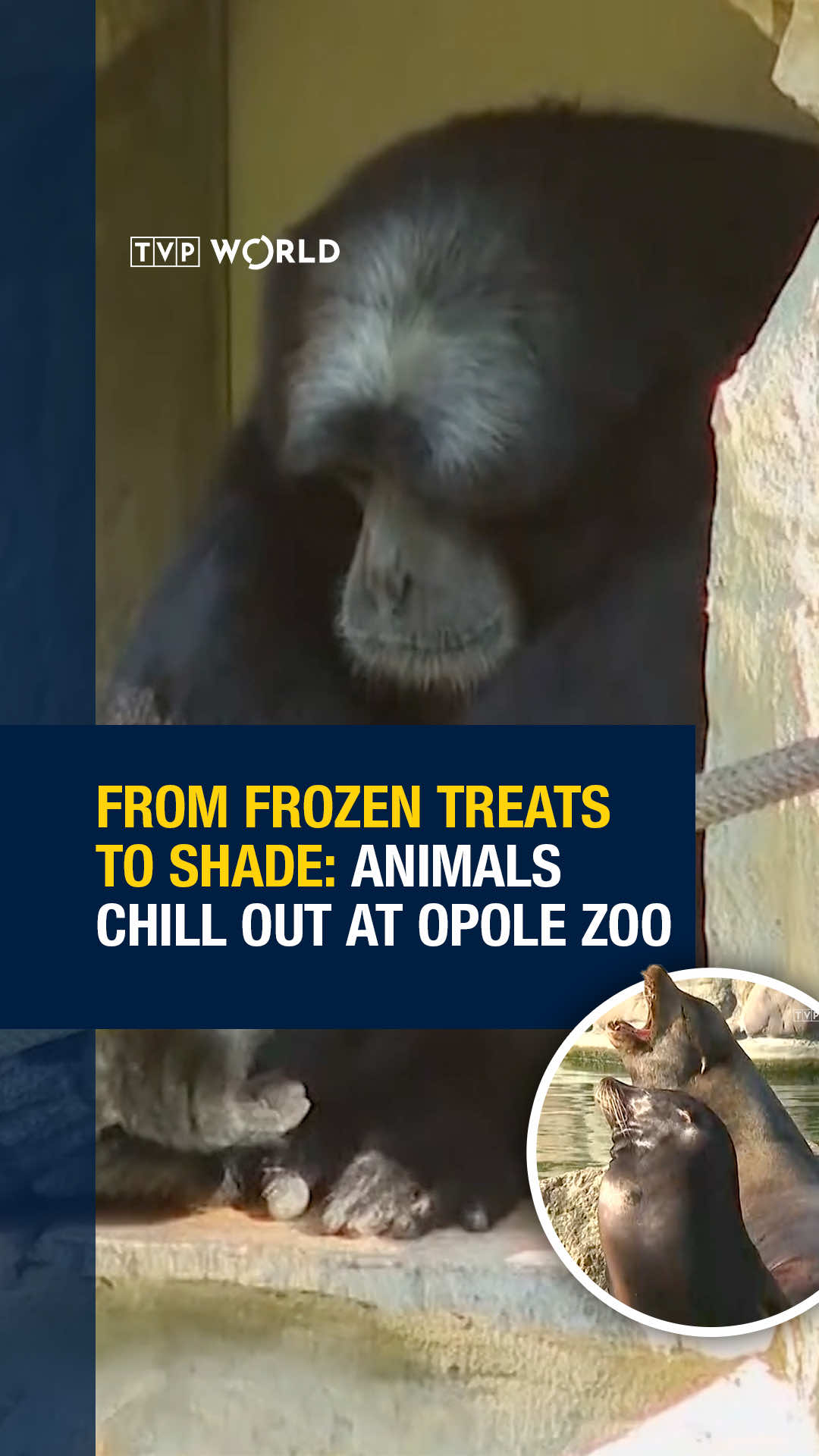 This week, as a strong heatwave sweeps across Poland, soaring temperatures have led the Opole Zoo to find creative ways to help their animals stay cool.  #zoo #animals #heatwave #poland #opole 
