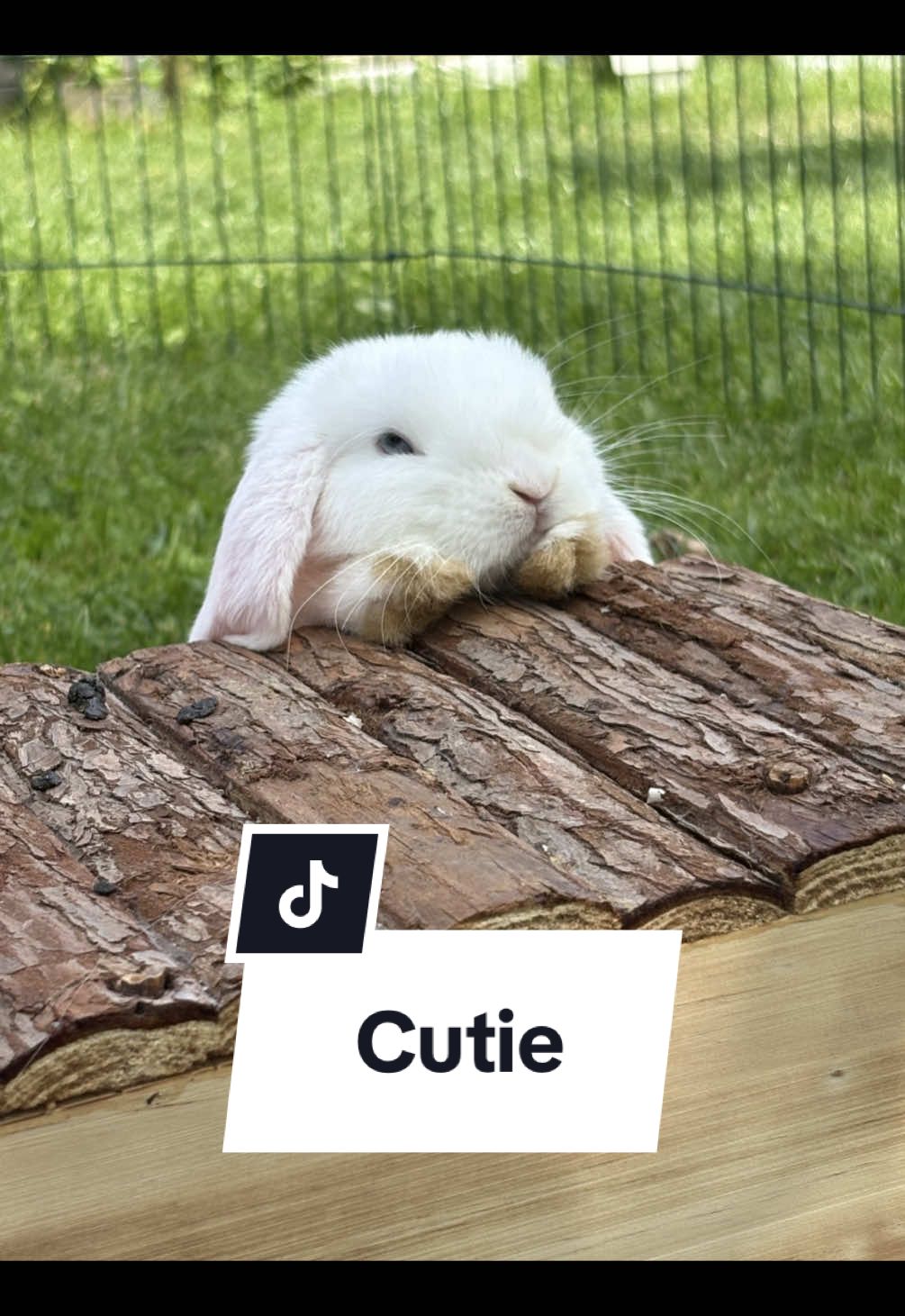 My cutie Gurre🐰🩷#kanin #bunny #cutie #baby #pet 