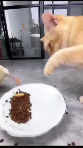 cat vs ducks so much funnyes shorts videos😜😜😜🤣🤣🤣😂😂😂🐈🐈…#catsoftiktok #funny #cat #fyp #funnycat 