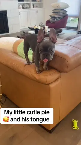 #onthisday #frenchbulldog #frenchie #frenchies #frenchiesoftiktok🐾💕 #petlover #dogsoftiktok #dog #frenchiepuppy #dogs #tiktok #fyp #pet #bulldog #PetsOfTikTok #cute #fypシ #furbaby #viral 