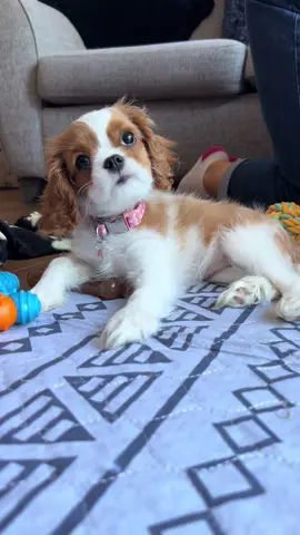 Her little head tilts 😭  #cavalierkingcharles #puppy #newdog #dogtok #lady 
