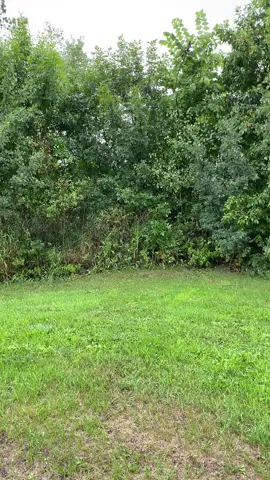 Walked in the rain with Bailey. #indiginoustiktok #nativetiktok #bailey #rain #nature 