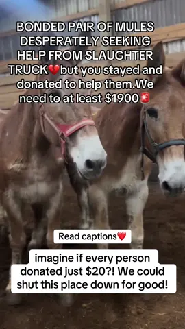 SWEETMIRACLES FAMILY AND ALL HORSE LOVERS!! BONDED PAIR OF MULES DESPERATELY SEEKING HELP FROM SLAUGHTER TRUCK… These two mules are currently slaughter bound to Canada tomorrow at 5pm. Our rescue has infiltrated the holding facility and we are desperately trying to get them off the truck. They are both seniors (20+ years old) with injuries from being inside the crowded facility. They need immediate veterinary care TODAY! We need YOUR help to make this happen. Please consider making donations   Donations have been SLOW so we need to pick up the pace if we are going to save them all! We have over 19000 followers — imagine if every person donated just $20?! We could shut this place down for good! Help us achieve our goal. Visit and cluck our donation link in bio and please SHARE, SHARE, SHARE THIS REEL!!! DONATIONS CAN BE MADE VIA  Paypal link in bio#horsepeople #sanctuarylife #helpinghorses #fyp #vira #viralvideo #donate #goviral #goviraltiktok #horse #equine #horses #support #rescue 