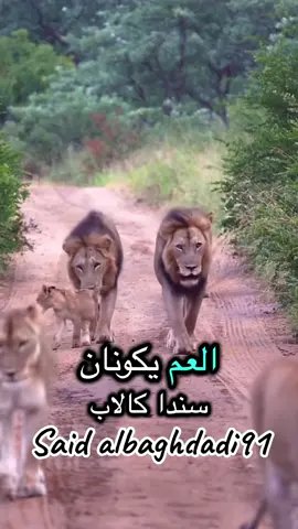 @aatf//عاطف @عشق الروح💞 @وجع القلب @انا +حبيبي =وحد @الشيخ طال عمره🕶️💰 
