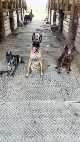 My 3 barn shadows ❤️ #malimom #dutchiemom #labmom #dogtok #fyp 