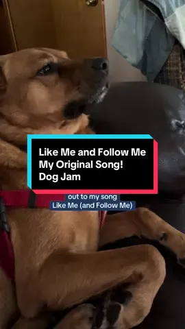 We love our dog Tali! Here she is jammin to my original song Like Me (and Follow Me) - #dog #dogsoftiktok #originalsong #singersongwriter 
