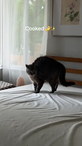 I promise she’s playing #catsoftiktok #siameselynx #kittentok 