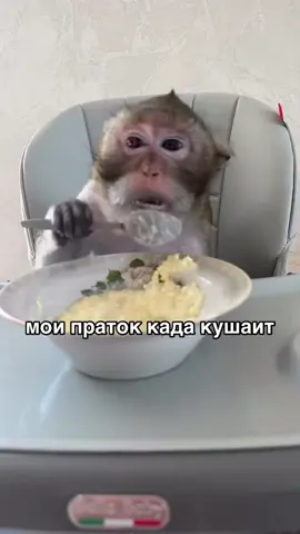 итейа майа #праток #любимый #бибизяны #monkey #факты @bezdarnost 