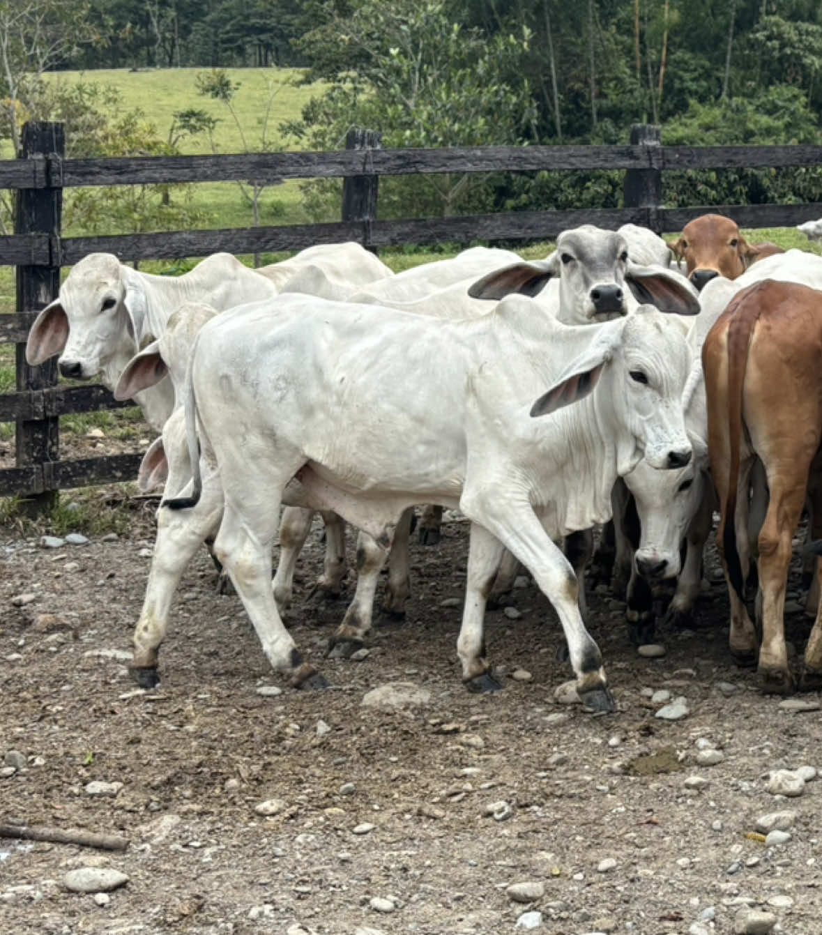 🤠 #ganaderia #agropecuario #ganadocolombia #huelericohueleaganado🤠💸🐮 