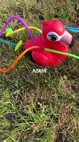 English Bulldog ASMR 😂 #dogsoftiktok #asmr #fyp #waterlover 