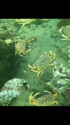 Crab Rave 🪩🦀                                       #crab #rave #fürdich #forupage #ai 