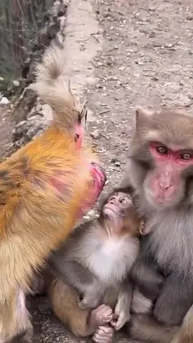 #animaisselvagens #animaisengraçados #monkeys 