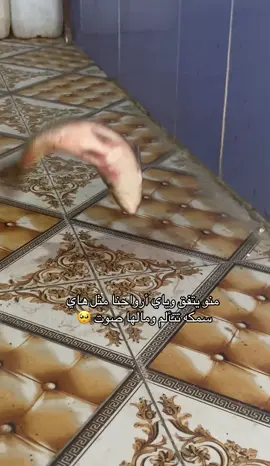 #سمج_مسكوف #سمج #حسين_لبيع_وشوي_الاسماك #البصره_كرمة_علي #