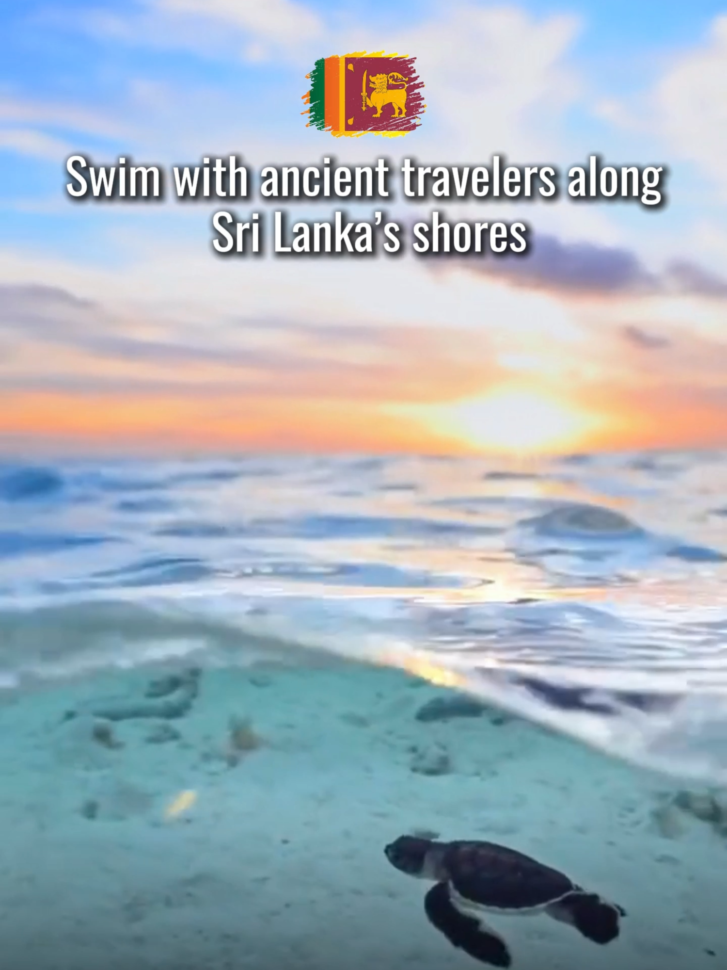 🐢 Meet Sri Lanka’s Amazing Sea Turtles! 🌊 Sri Lanka is home to several species of sea turtles, including green turtles, hawksbill turtles, and leatherbacks. These gentle creatures can be seen nesting along the island’s pristine beaches, offering a magical wildlife experience for travelers. ✨ Where to Spot Sea Turtles: Kosgoda Turtle Hatchery – Learn about conservation and see baby turtles released into the sea. Hikkaduwa Beach – Snorkel and spot turtles in shallow, clear waters. Bentota & Rekawa Beaches – Witness turtle nesting during the season (November–March). Mirissa & Unawatuna – Occasional turtle sightings while snorkeling or diving. 🌿 Experience & Activities: Observe sea turtles in their natural habitat. Participate in safe hatchling releases for an unforgettable memory. Learn about marine conservation and protecting endangered species. Capture stunning photos and videos of these gentle ocean travelers. ✨ Explore Sri Lanka’s marine treasures with Maya Transport Services – your journey, our care! 🚐 #SriLankanSeaTurtles #TurtleConservation #MayaTransport #WildlifeSriLanka #MarineLifeSriLanka #ExploreSriLanka #HiddenGemsSriLanka #BeachAndNature #EcoTourismSriLanka #TravelSriLanka #IslandAdventures #NatureLovers #OceanBeauty