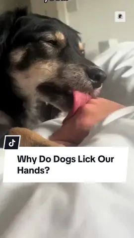 Has your dog ever licked your hand and you wondered why? 🤔 Here’s the truth #DogLove #DogFacts #DogBehavior 