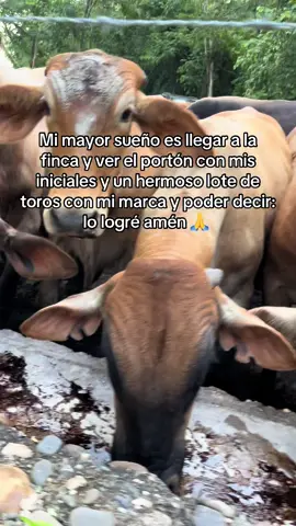 #toros#mautes#engorde#sueños#sueñaengrande 