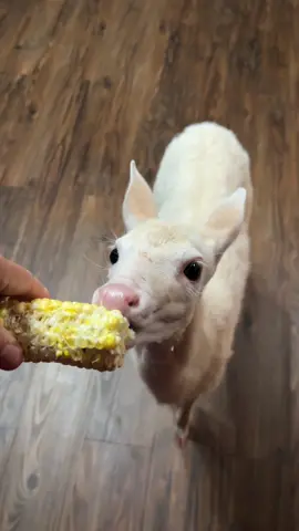 #deer #fawn #foryoupage #sweetcorn #baby 