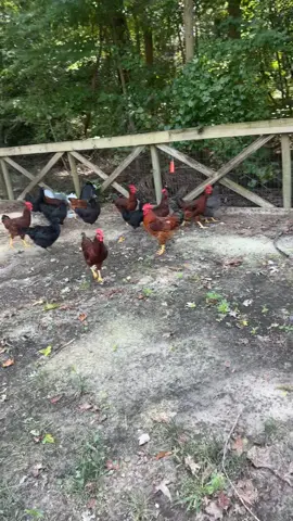 #fyp #loveyourflock #chickens #chickenmama🐓 #chickensoftiktok 