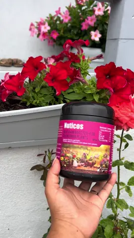 #floreciendo #jardin #bonito #rosas #flores 
