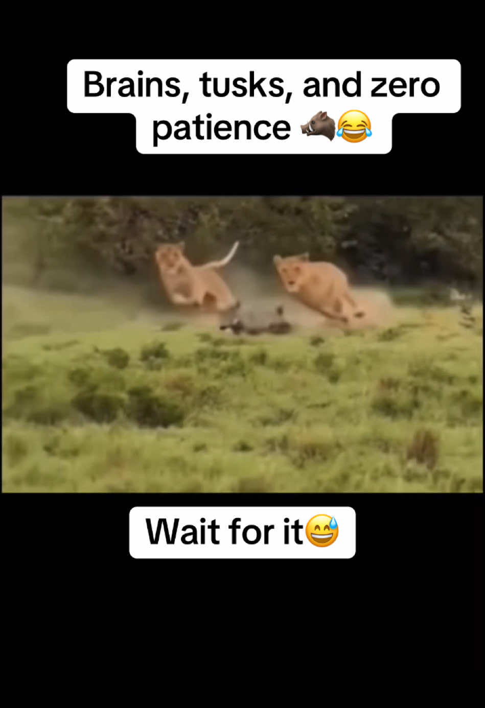 Brains, tusks, and zero patience 🐗😂 #warthog #lion #foryoupage #funnyvideo #wildanimals #fyp #wildlife #fun #wildphotography #fypシ 