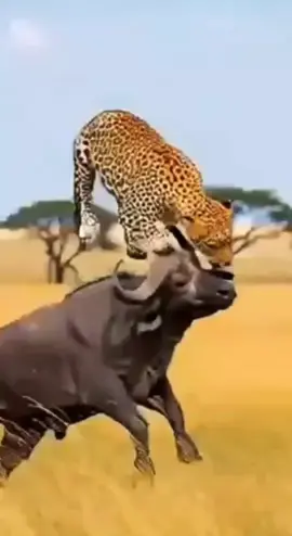 #fypシ゚viral #foryou #animals #lovers #viraltiktok 