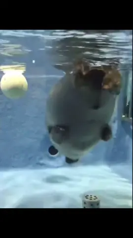 Niko silly #nikoseal #tobaaquarium #sealtok #seals #sillyseal 
