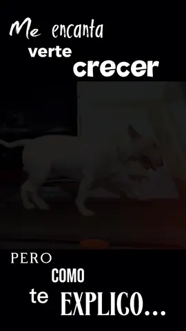 #CapCutAmor #dogsoftiktok #CapCutFamília #bullterrierlover #bullterrier   I wish they could remain puppies longer 🥺💙. Geo 