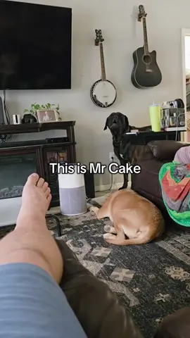 he's a professional #stopwaitaminute #dramaticpause #bigdogs #mastiffsoftiktok #mrcakethemastiff 