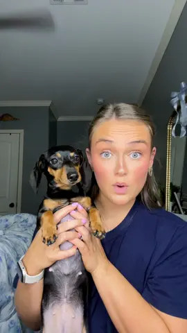 🩷🐾rori the wiener🐾🩷#fyp #foryoupage #tiktokviral #dachshund #wienerdog 