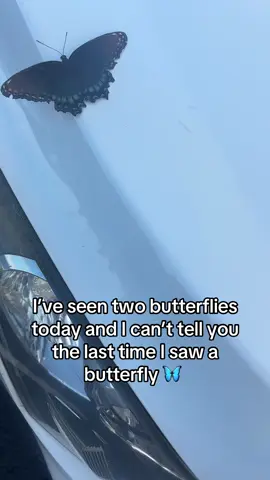#synchronicity #butterfly