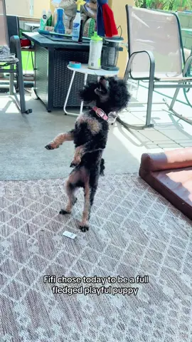 It’s taken a bit, yet today we loved seeing this tiny little girl, chase, explore, relaxed, no barking and having an absolute blast being an almost 2 yr old toy poodle 🙌🏻 We loved seeing her blossom 🥰 #poodle #toypoodle #puppy 