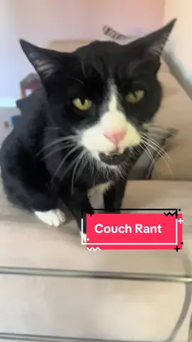 Particularly colourful language was used this evening.  #meow #cat #catsoftiktok #meowmeow #catlover 