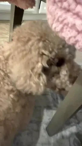 I’ll do anything for food.   #dog #dogsoftiktok #puppiesoftiktok #dogtok #dogtoker 