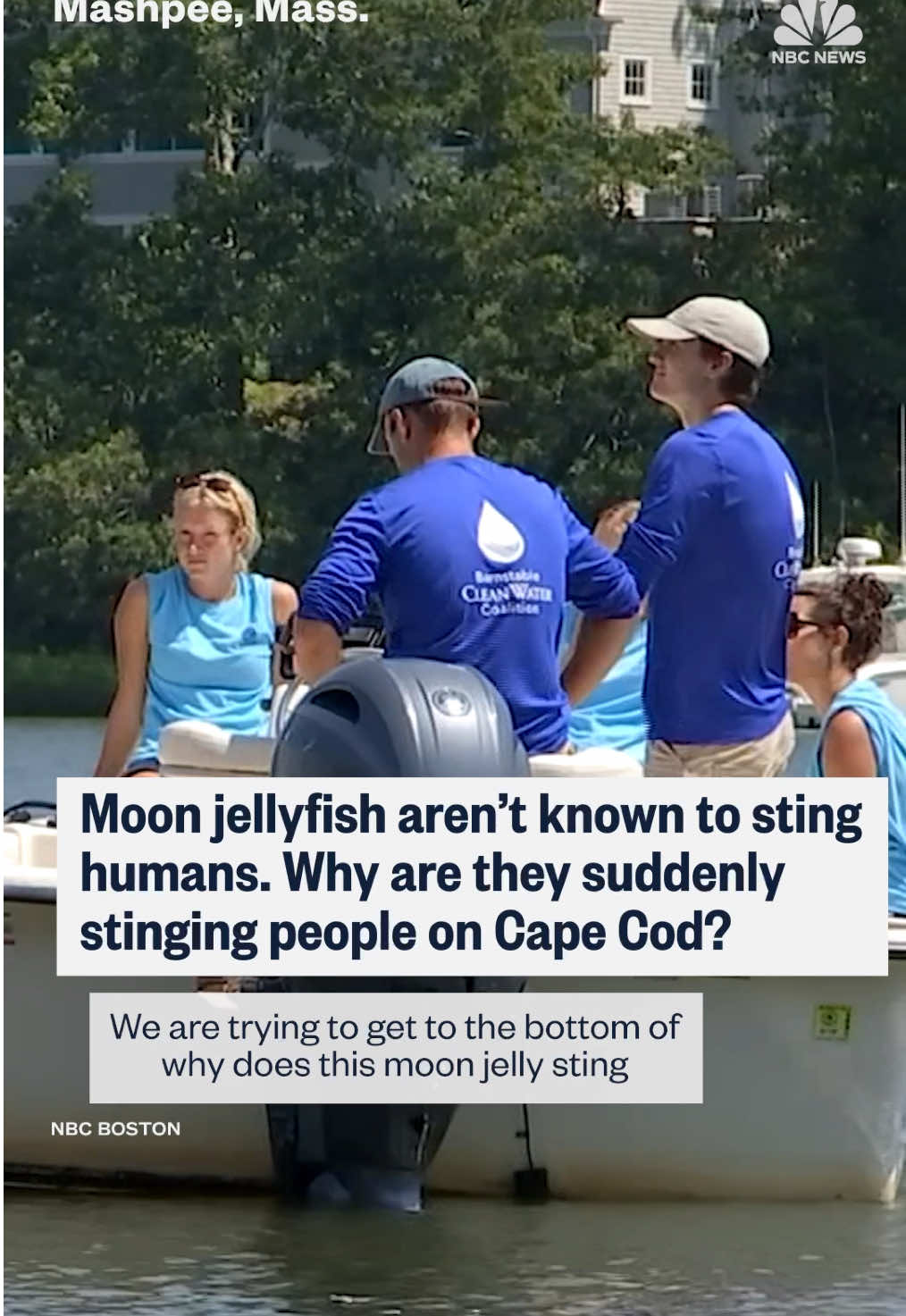 Moon #jellyfish are known for not being able to sting humans. But that’s changing in the waters off #CapeCod in #Massachusetts. @NBC10 Boston has more on why this shift might be happening.