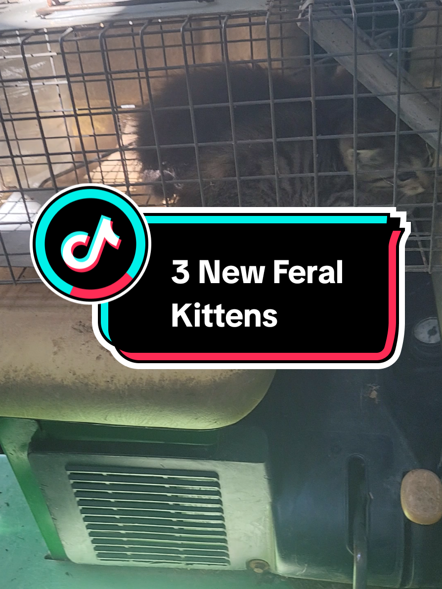 Donations needed!! We have Amazon wishlist, Cashapp, Venmo and PayPal. Any amount helps!! PayPal: @ThurmanVicki Cashapp: $vickithurman615  Venmo: @Vicki-Thurman-Mom  #kittens #kittycat #cat #kittensoftiktok #catsoftiktok 