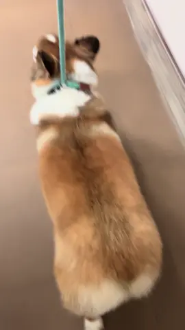 One of our favorite Corgi’s at work 