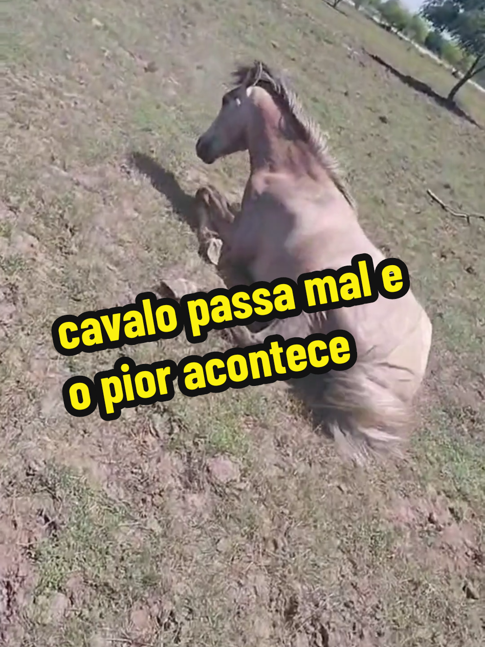 cavalo passa mal e o pior acontece #videos assustadores #sobrenatural #animais estranhos 