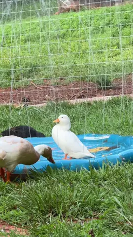 They have ponds. They have pools, but there is something about the chaos of the splash pad that they absolutely love the best. #hobbyfarm #farmhumor #petduck 